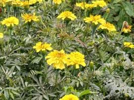 Дома/Коттеджи, 3-комн., Чебаркуль